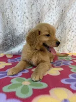 Sable - AKC , a female Golden Retriever for sale in Caney, KS – 4 of 10