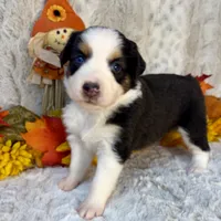 Berkley, a female Miniature Australian Shepherd for sale in Caney, KS – 1 of 4
