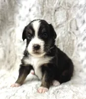 Annie, a female Miniature Australian Shepherd for sale in Caney, KS – Photo 3 of 3