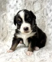 Annie, a female Miniature Australian Shepherd for sale in Caney, KS – Photo 1 of 3