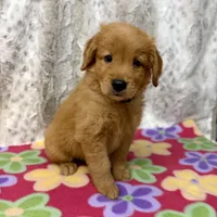 Scarlet , a female Golden Retriever for sale in Caney, KS – 3 of 6