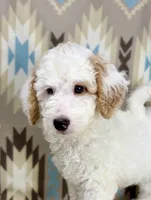 Waylon F1b READY!, a male Miniature Goldendoodle for sale in Caney, KS – 2 of 10
