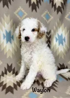 Waylon F1b, a male Miniature Goldendoodle for sale in Caney, KS – 6 of 6
