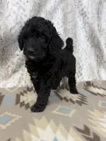 Willie F1b, a male Miniature Goldendoodle for sale in Caney, KS – 2 of 5