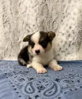 Clyde , a male Pembroke Welsh Corgi for sale in Caney, KS – 2 of 4