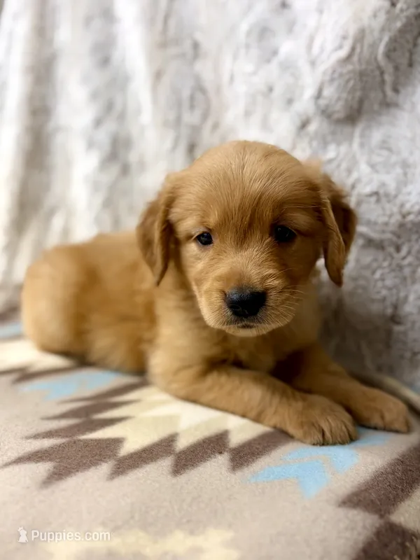 Squirt – Golden Retriever puppy for sale in Caney, KS