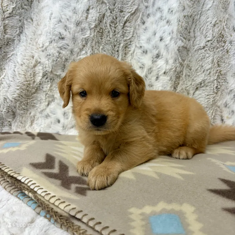 Pal – Golden Retriever puppy for sale in Caney, KS
