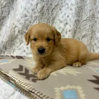 Pal, a male Golden Retriever for sale in Caney, KS – 1 of 3