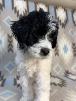 Willow F1b, a female Miniature Goldendoodle for sale in Caney, KS – 3 of 6