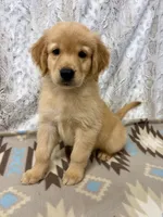 Samson -AKC, a male Golden Retriever for sale in Caney, KS – 2 of 9