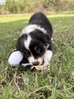 Boone  - Ready!, a male Miniature Australian Shepherd for sale in Caney, KS – 3 of 9