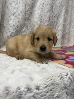 Pearl, a female Golden Retriever for sale in Caney, KS – 2 of 3
