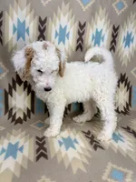 Waylon F1b READY!, a male Miniature Goldendoodle for sale in Caney, KS – 7 of 10
