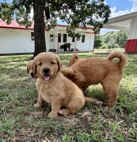 Opie, a male Golden Retriever for sale in Caney, KS – 2 of 3