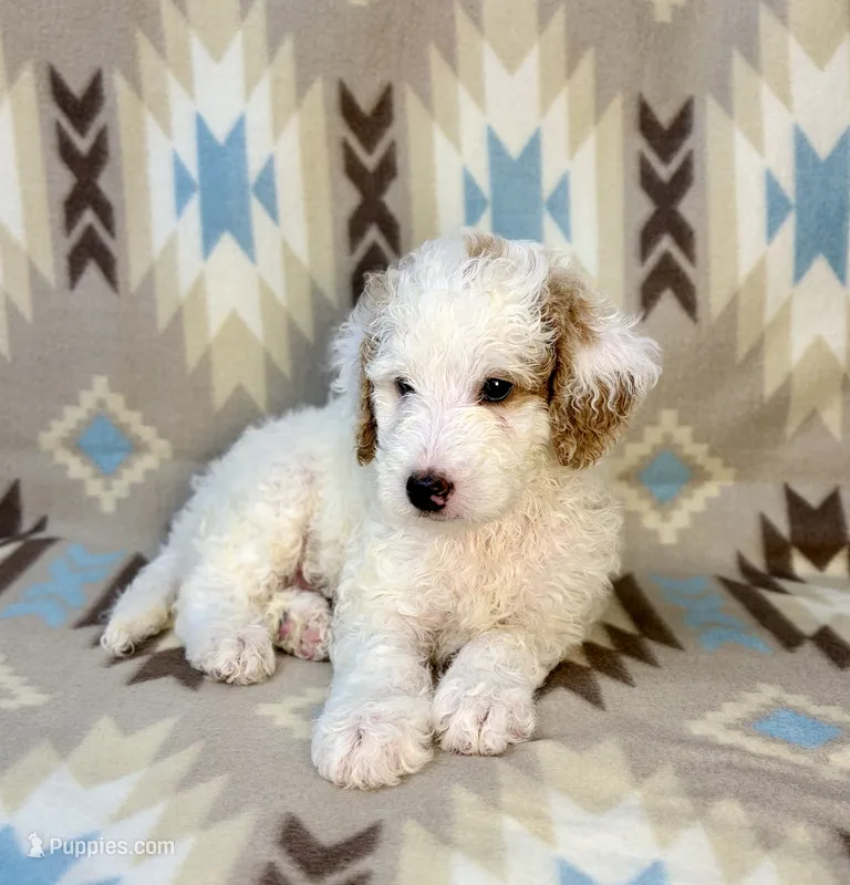 Waylon F1b – Miniature Goldendoodle puppy for sale in Caney, KS