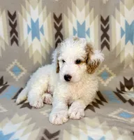 Waylon F1b, a male Miniature Goldendoodle for sale in Caney, KS – 1 of 6
