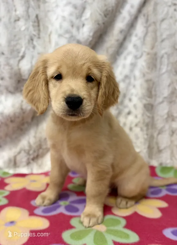 Pearl – Golden Retriever puppy for sale in Caney, KS