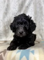 Winston F1b, a male Miniature Goldendoodle for sale in Caney, KS – 3 of 5