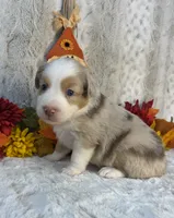 Amber, a female Miniature Australian Shepherd for sale in Caney, KS – 3 of 5