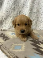 Pal, a male Golden Retriever for sale in Caney, KS – 2 of 3