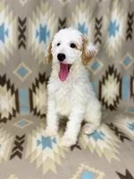 Waylon F1b READY!, a male Miniature Goldendoodle for sale in Caney, KS – 6 of 10