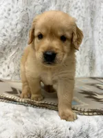 Samson, a male Golden Retriever for sale in Caney, KS – 2 of 3