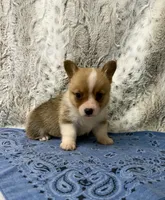 Cole, a male Pembroke Welsh Corgi for sale in Caney, KS – 4 of 5