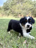 Boone  - Ready!, a male Miniature Australian Shepherd for sale in Caney, KS – 5 of 9