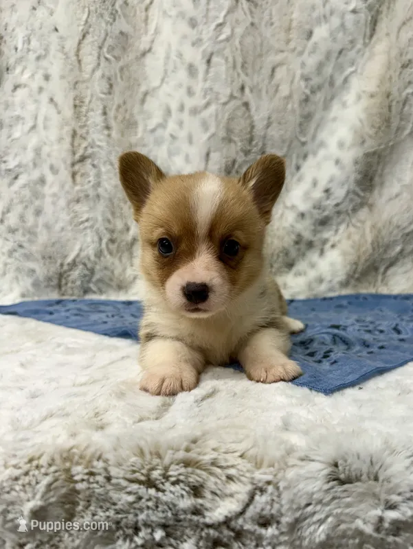 Cole – Pembroke Welsh Corgi puppy for sale in Caney, KS