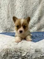 Cole, a male Pembroke Welsh Corgi for sale in Caney, KS – 1 of 5