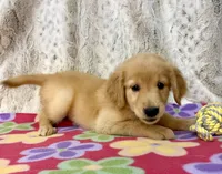 Sophie - AKC , a female Golden Retriever for sale in Caney, KS – 4 of 10