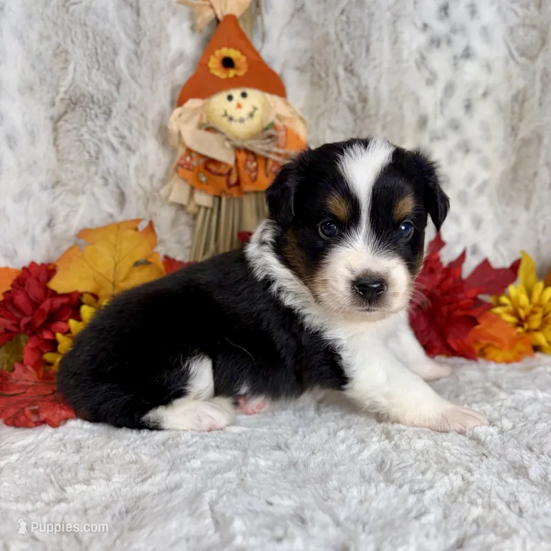 Boone  – Miniature Australian Shepherd puppy for sale in Caney, KS