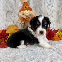 Boone , a male Miniature Australian Shepherd for sale in Caney, KS – 1 of 4