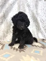 Willie F1b, a male Miniature Goldendoodle for sale in Caney, KS – 4 of 5