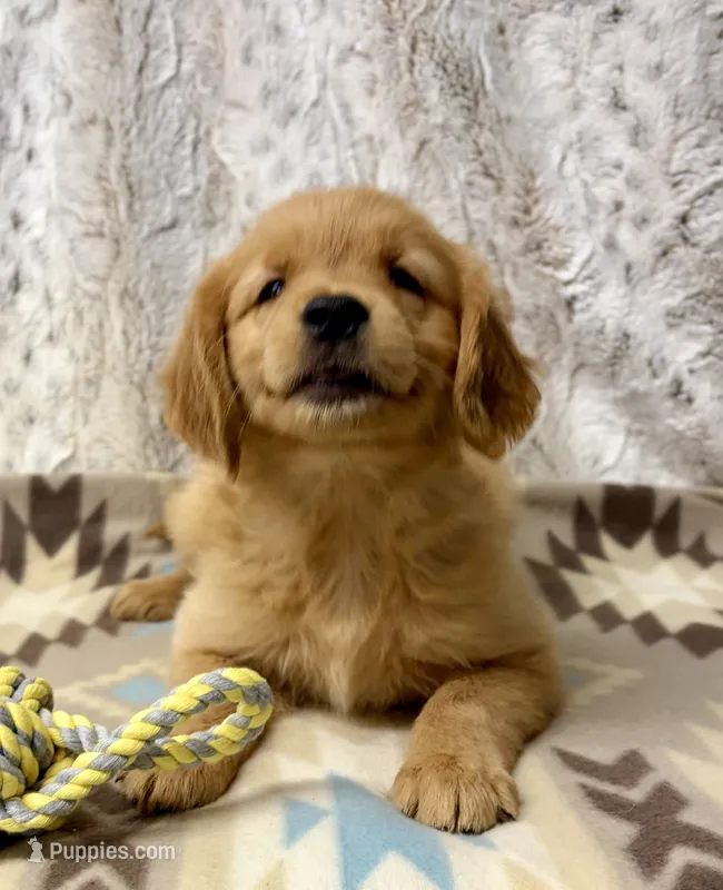 Squirt – Golden Retriever puppy for sale in Caney, KS