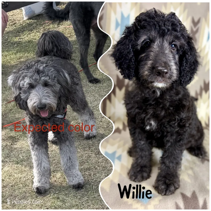 Willie F1b - READY!! – Miniature Goldendoodle puppy for sale in Caney, KS