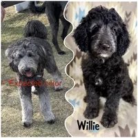 Willie F1b - READY!!, a male Miniature Goldendoodle for sale in Caney, KS – 1 of 10