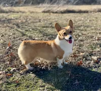 Cole, a male Pembroke Welsh Corgi for sale in Caney, KS – 5 of 5