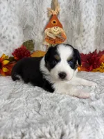 Bailey, a female Miniature Australian Shepherd for sale in Caney, KS – 4 of 6