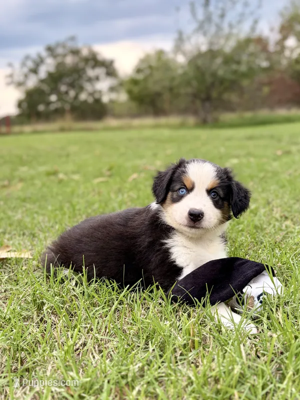 Berkley – Miniature Australian Shepherd puppy for sale in Caney, KS