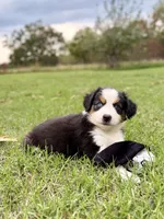 Berkley - ready for you!, a female Miniature Australian Shepherd for sale in Caney, KS – 2 of 9