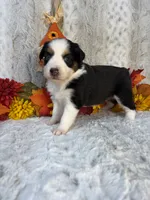 Berkley, a female Miniature Australian Shepherd for sale in Caney, KS – 4 of 4