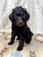 Winston F1b, a male Miniature Goldendoodle for sale in Caney, KS – 4 of 5
