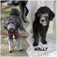 Wally F1b - ready to go!, a male Miniature Goldendoodle for sale in Caney, KS – 2 of 6