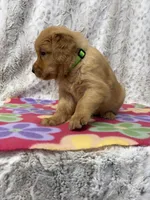 Pixie, a female Golden Retriever for sale in Caney, KS – 2 of 2