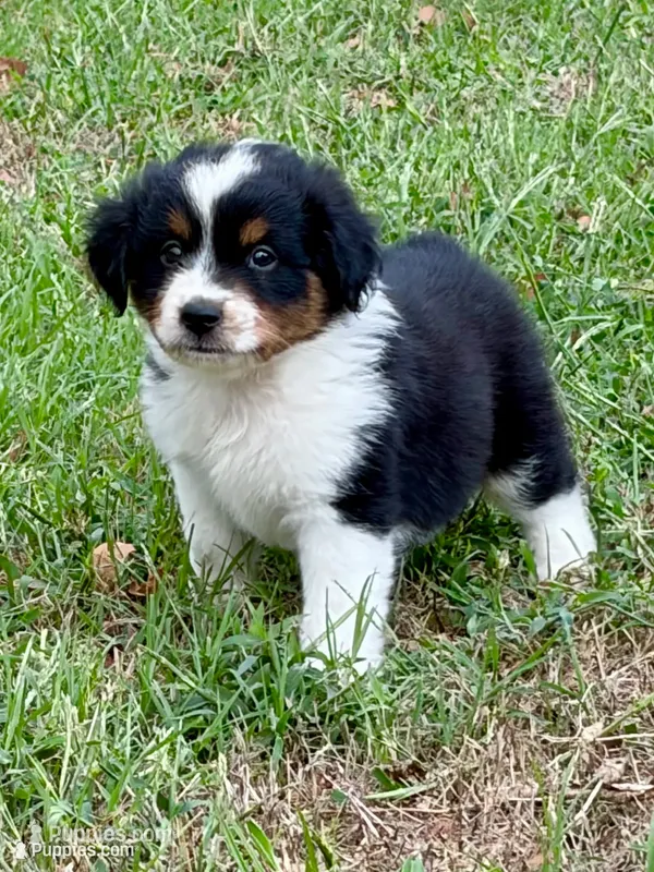 Boone  - Ready! – Miniature Australian Shepherd puppy for sale in Caney, KS