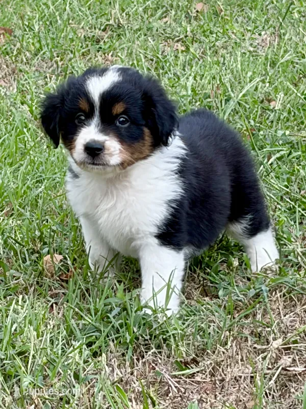 Boone  – Miniature Australian Shepherd puppy for sale in Caney, KS