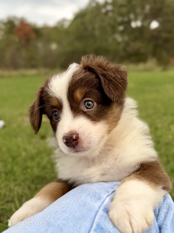 Maple – Miniature Australian Shepherd puppy for sale in Caney, KS