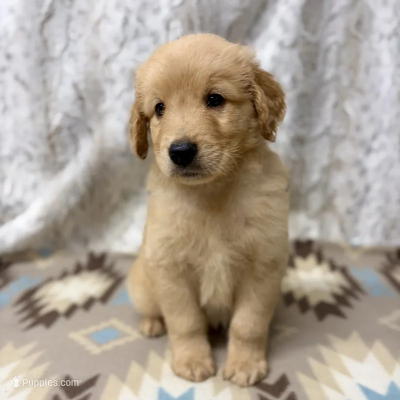 Sonny – Golden Retriever puppy for sale in Caney, KS