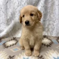 Sonny, a male Golden Retriever for sale in Caney, KS – 1 of 5